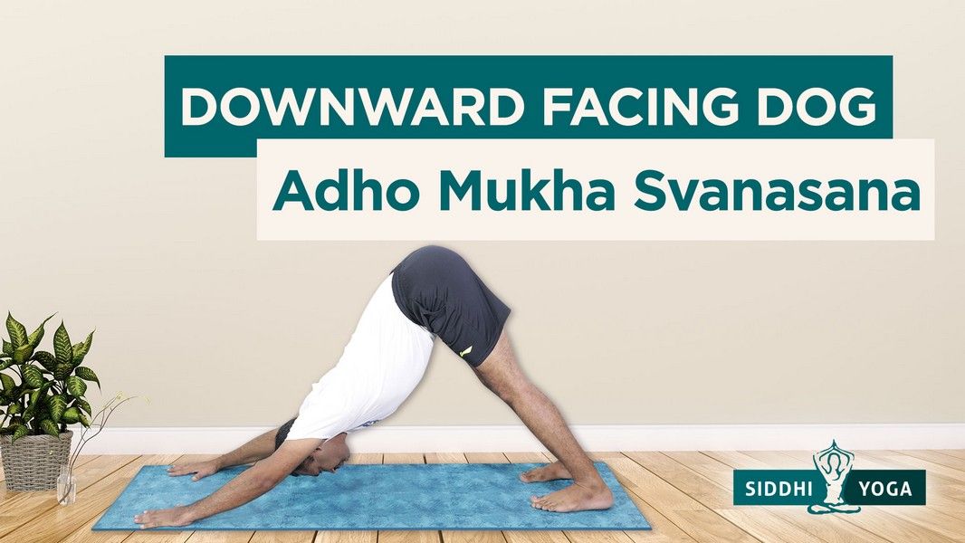 Adho Mukha Svanasana (DownwardFacing Dog Pose) Benefits, How to do