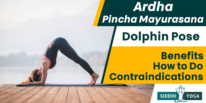 Ardha Pincha Mayurasana Delfin-Pose