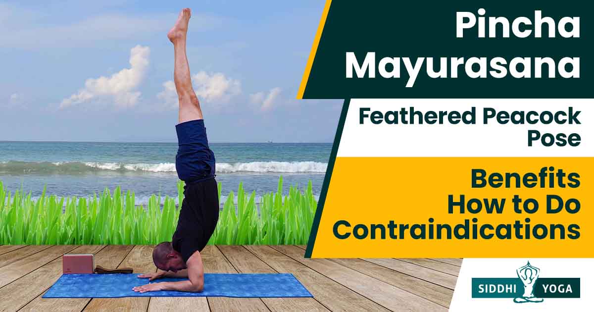 Pincha Mayurasana (Feathered Peacock Pose) Benefits, How to Do &  Contraindications
