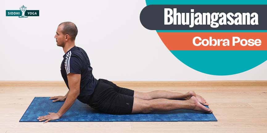 step7 posture du cobra bhujangasana