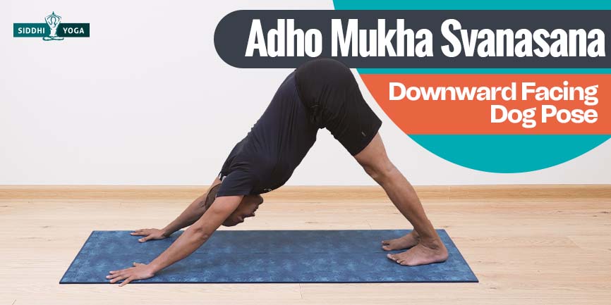 step8 adho mukha svanasana pose de chien tête en bas