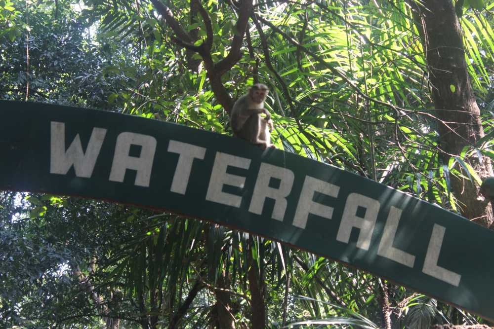 dudhsagar falls sonaulim