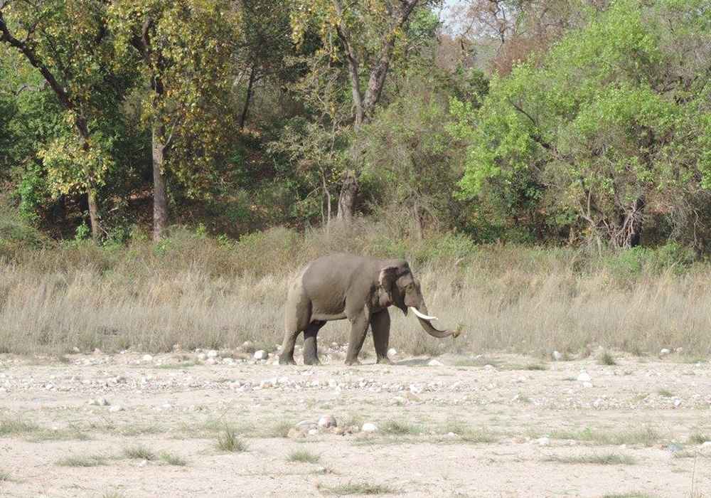 rishikesh temperature wildlife