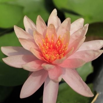 ser testigo del presente desafío de meditación