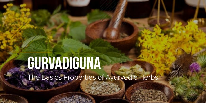 Gurvadiguna - properties of Ayurvedic herbs