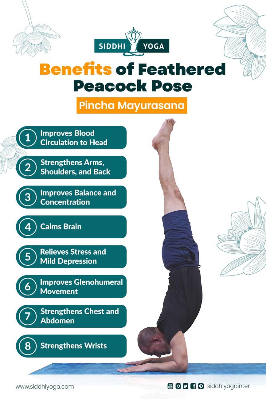 Feathered Peacock Pose Yoga (Pincha Mayurasana)