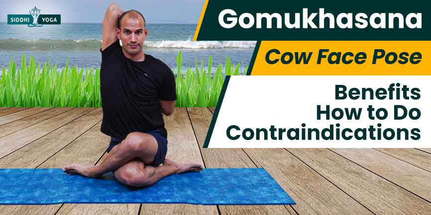 Gomukhasana Cow Face Pose Steps Benefits and Precautions - nexoye