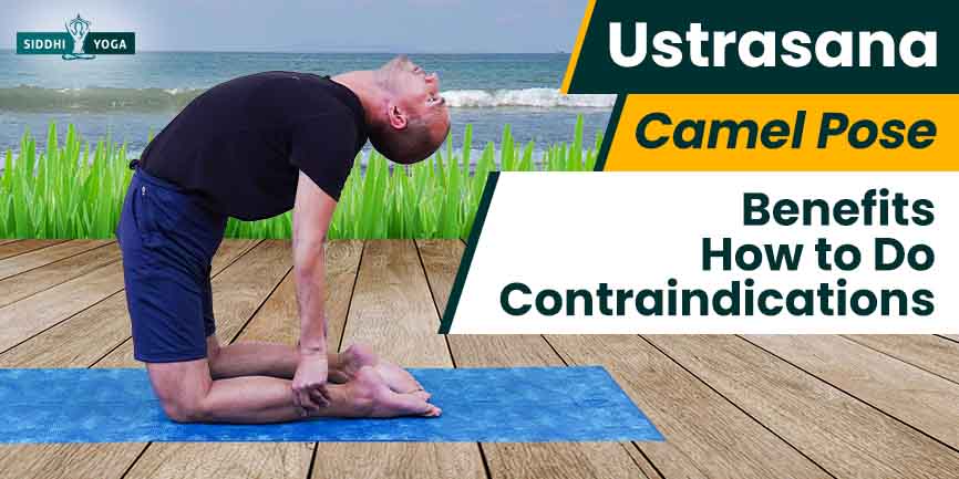 Camel pose (Ustrasana) in Yoga | Camel pose, Yoga for beginners, Yoga poses