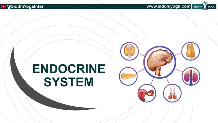 O sistema endócrino