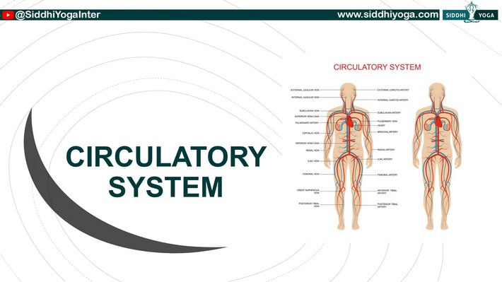 O sistema circulatório
