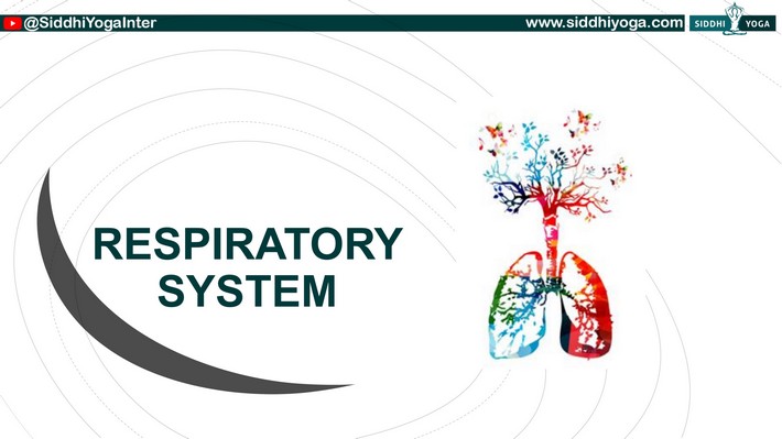 Le système respiratoire