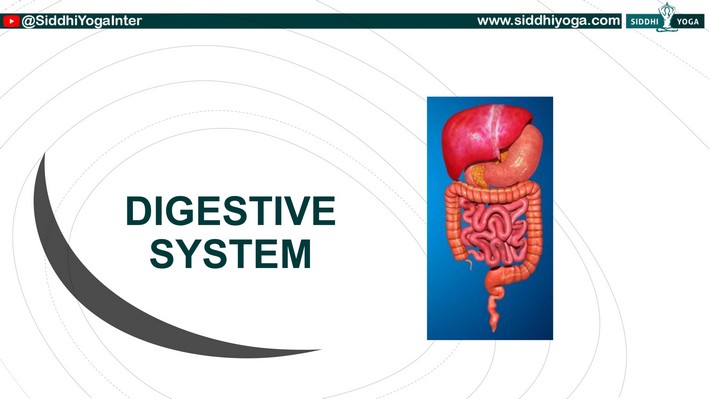 O sistema digestivo