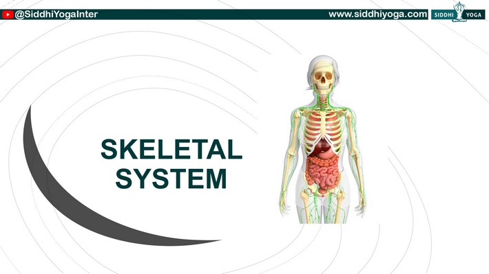 نظام الهيكل العظمي