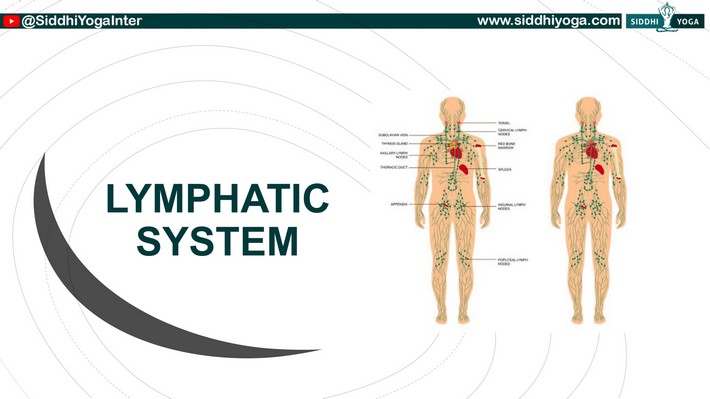 Das Lymphsystem