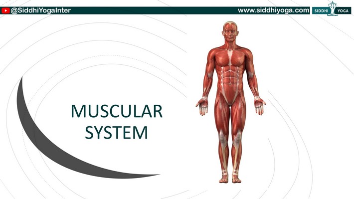 O Sistema Muscular