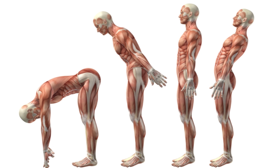 Anatomy-Physiology-Siddhi-Yoga