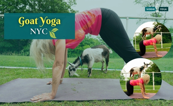 Goat-yoga-nyc