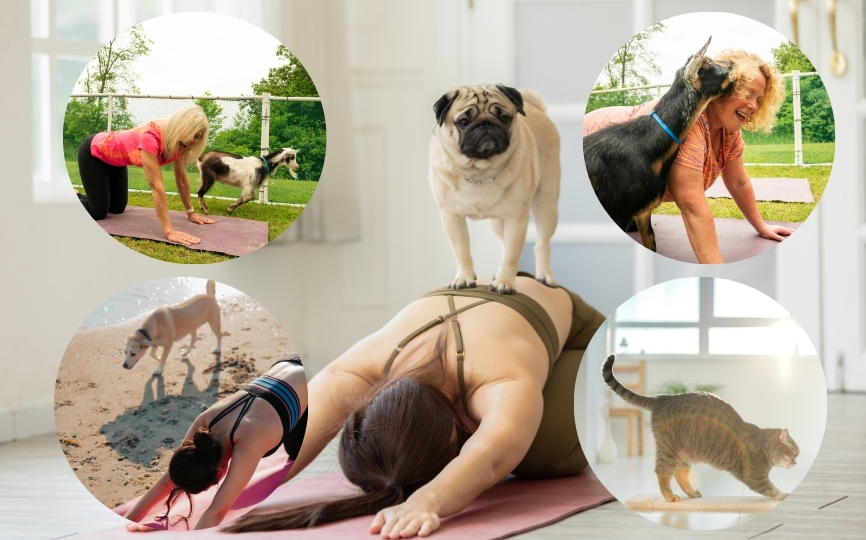 Animal-Assisted-Playful-Classes