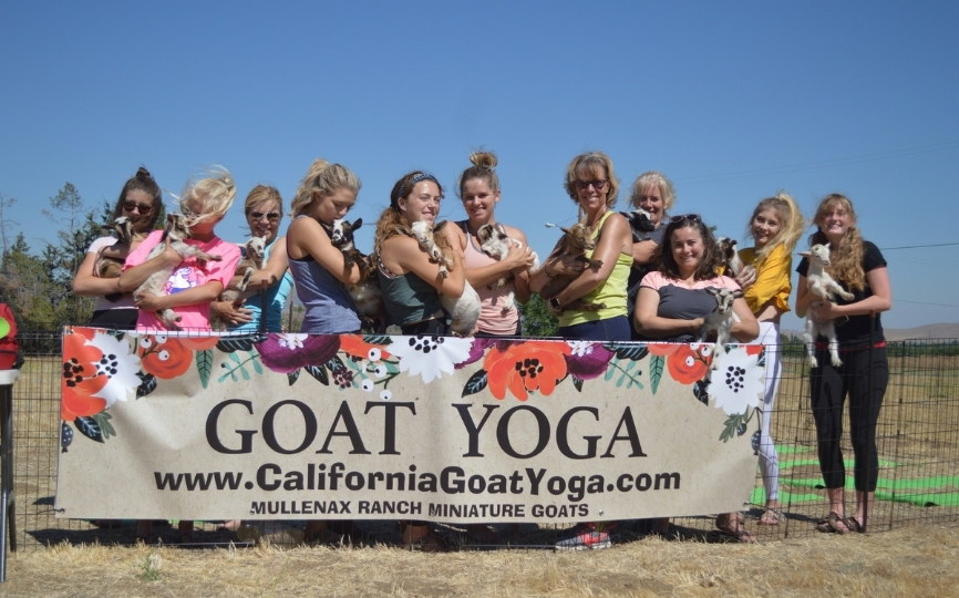California-Goat-Yoga
