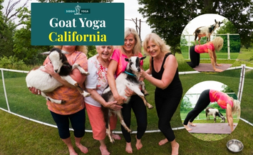 Goat-Yoga-California