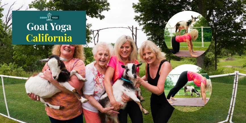 Goat-yoga-Califórnia