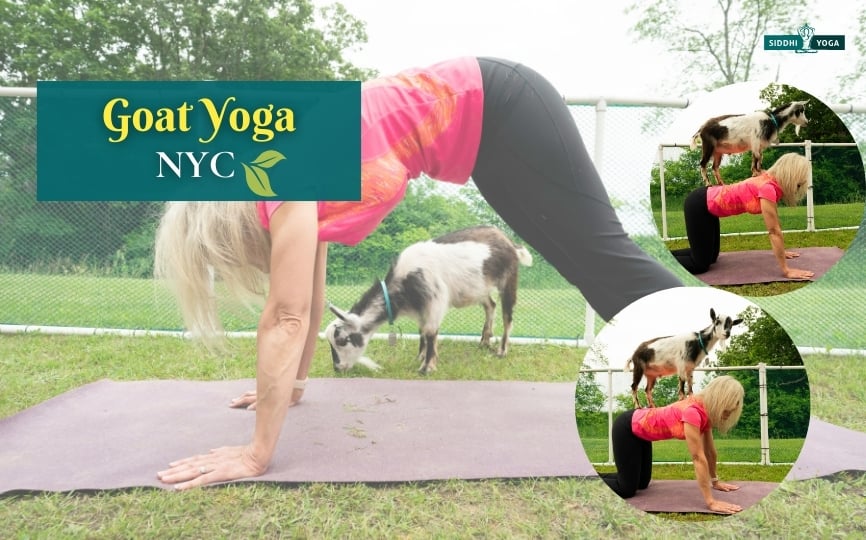 ヤギヨガ