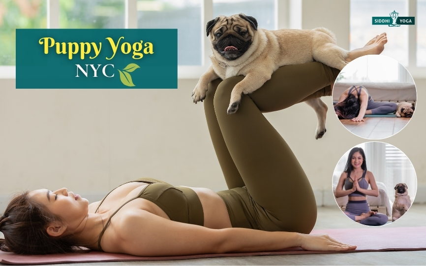 子犬ヨガ