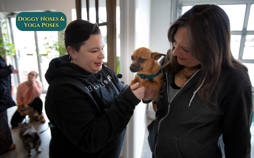 Doggy Noses & Yoga Poses