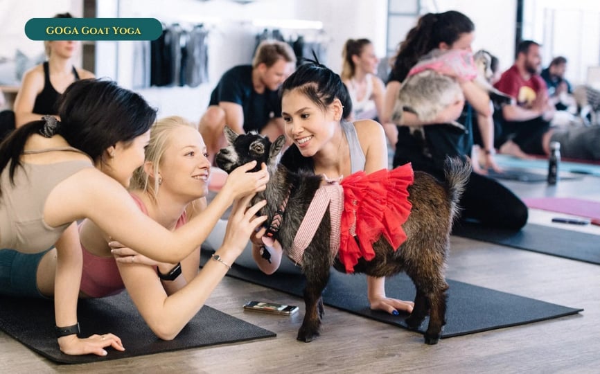 GOGA Goat Yoga