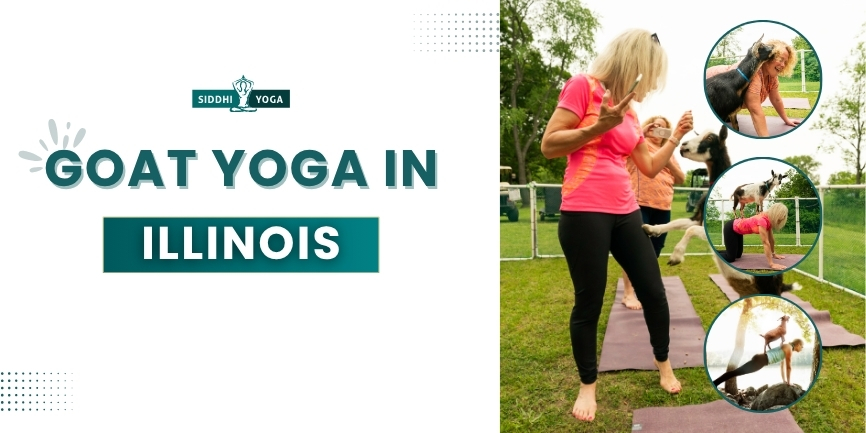 Goat Yoga in Illinois