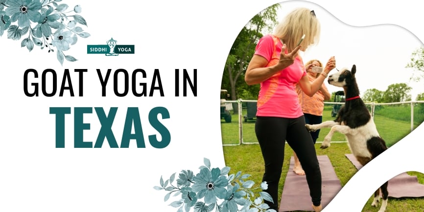 Goat Yoga in Texas