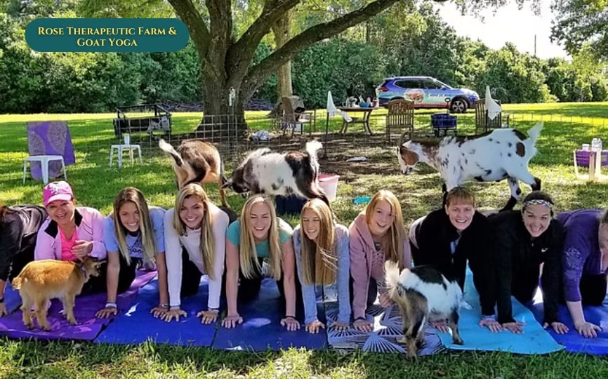 Rose Therapeutic Farm & Goat Yoga