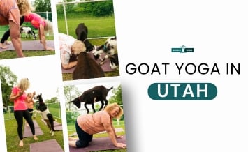 Yoga com cabras em Utah