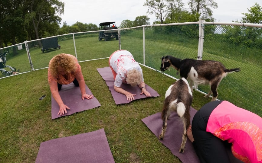 Qu'est-ce que le yoga avec les chèvres ?