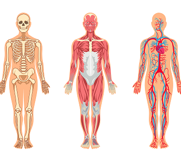 Вас интересует анатомия и потоки энергии?