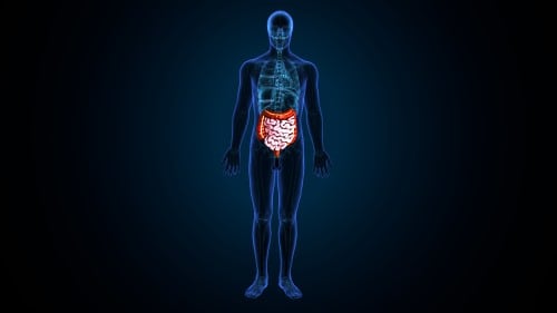 what-happens-in-your-body-during-a-fast