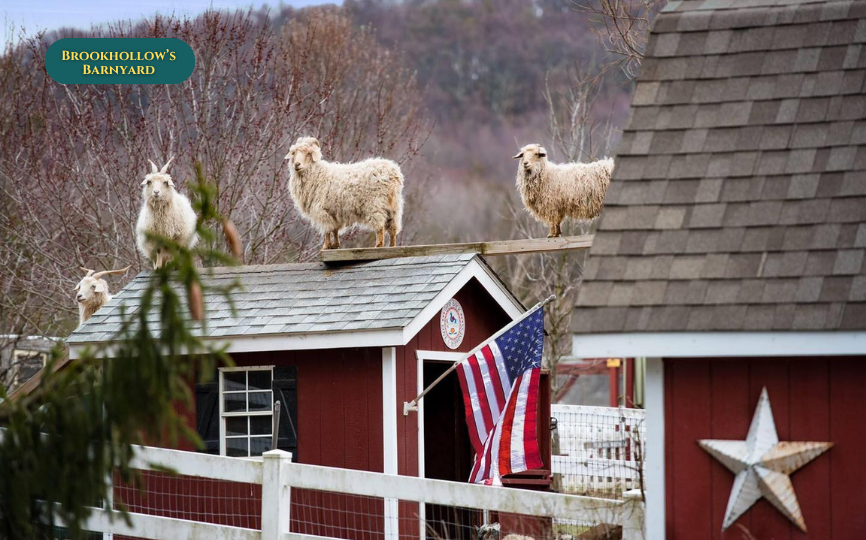 Brookhollow’s Barnyard