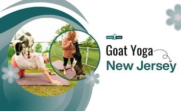 Goat Yoga New Jersey