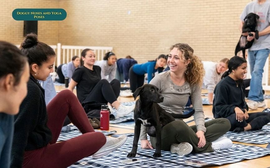 Doggy Noses and Yoga Poses