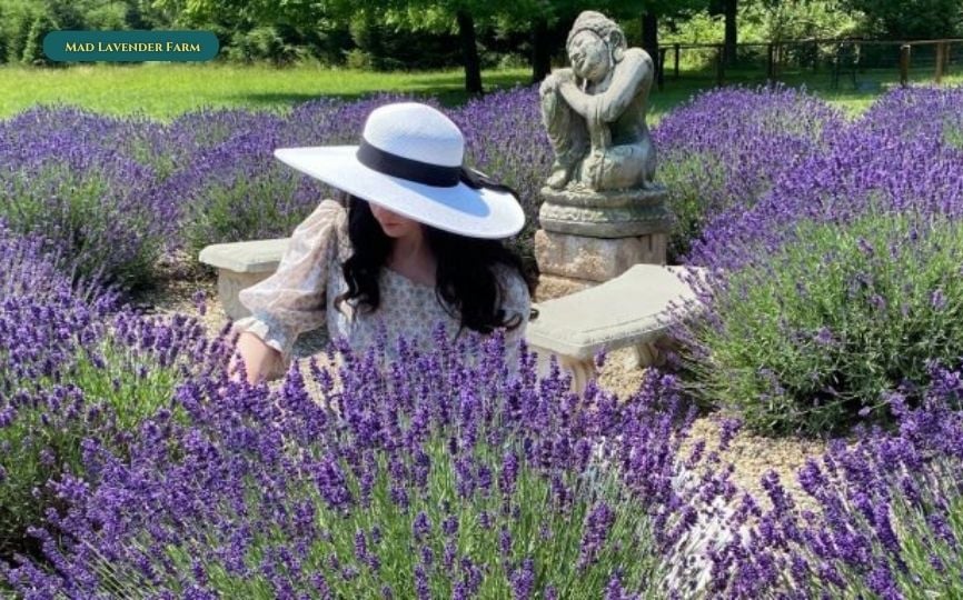 Mad Lavender Farm